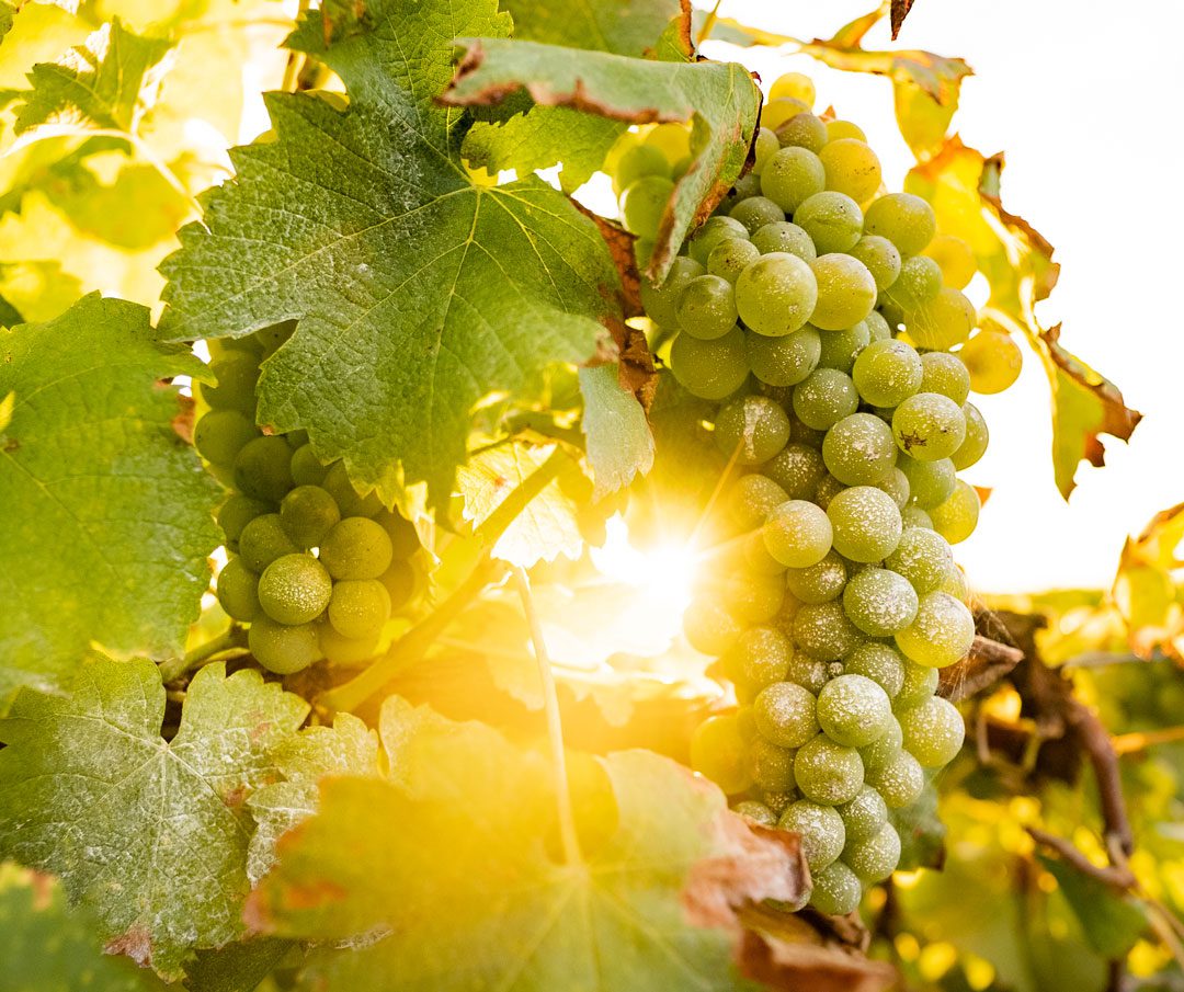 A Guide to Newcastle’s Wine Tasting Tours